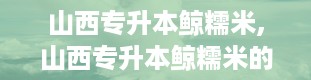 山西专升本鲸糯米,山西专升本鲸糯米的独特魅力与备考攻略