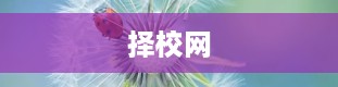 择校网